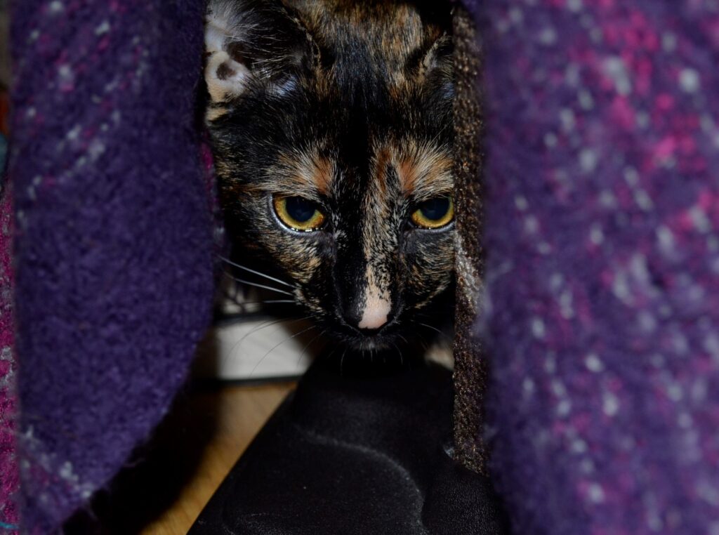 A tortoiseshell kitten peeks through the folds of a purple blanket.