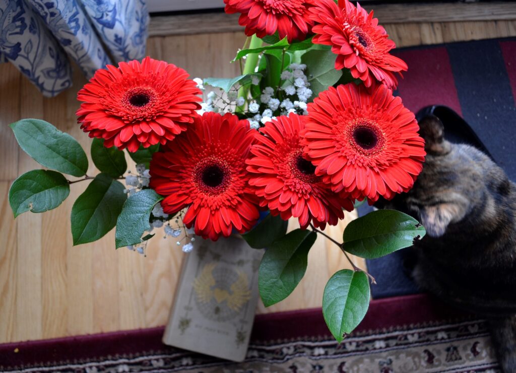 A tortoiseshell kitten sniffs some red flowers beside Trilby.