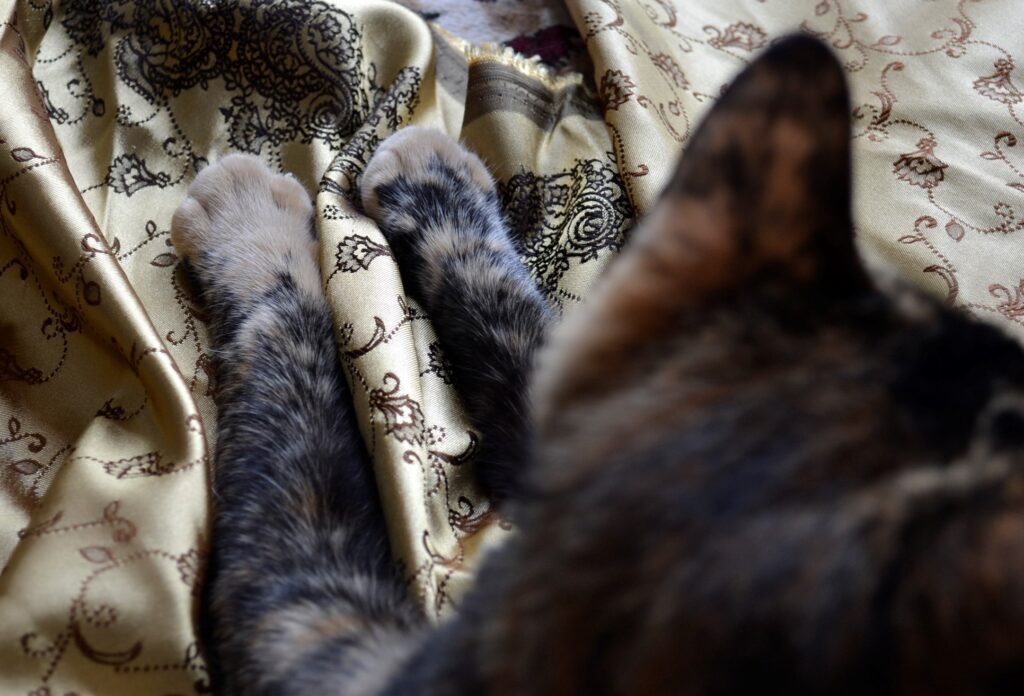 A tortoiseshell kitten sticks out her orange paws.