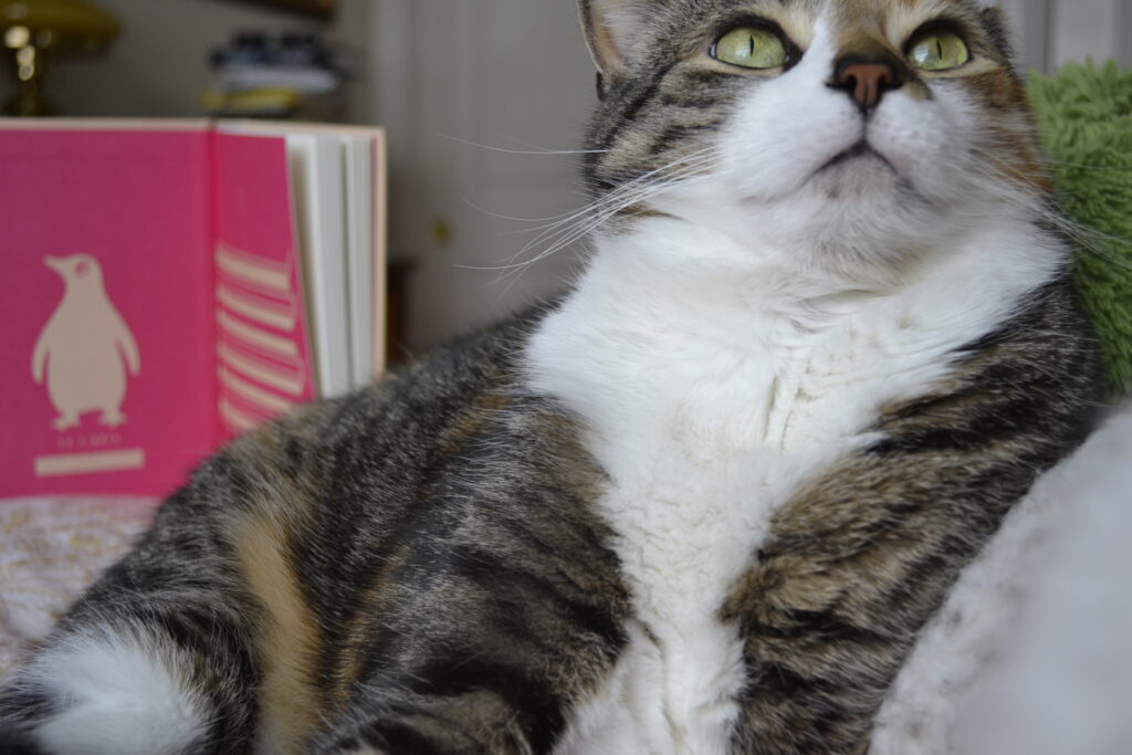 A tabby cat sits beside the pink inside of Passing.