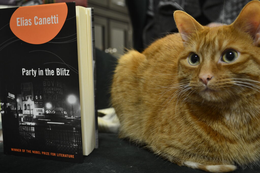 An orange tabby cat sits beside Party in the Blitz.