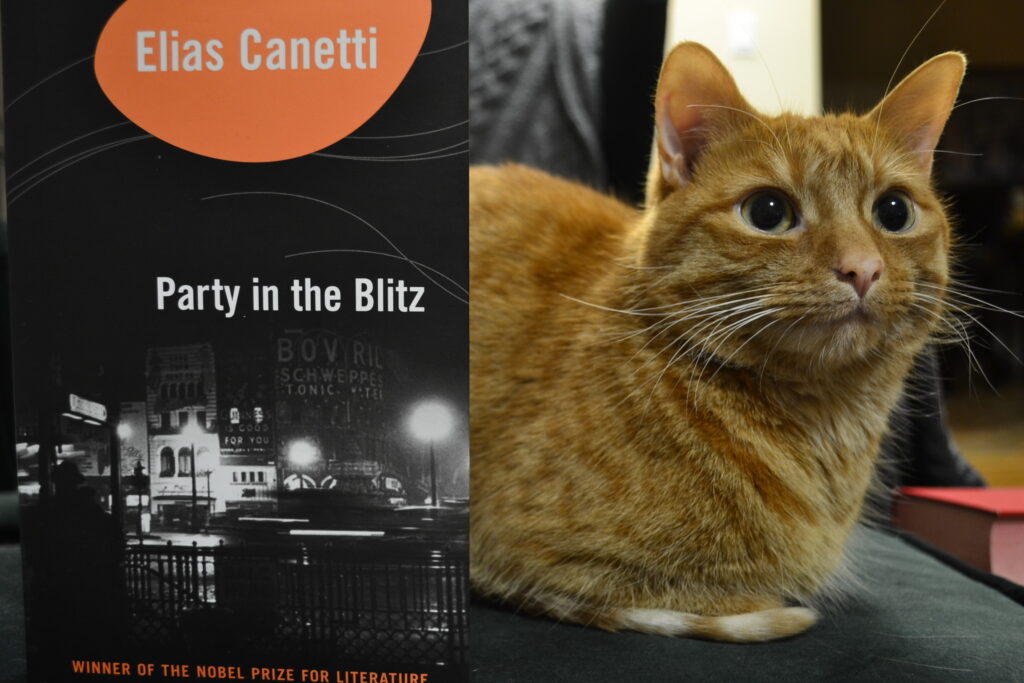 An orange tabby cat sits beside Party in the Blitz.