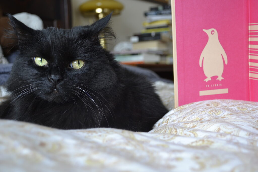 A black cat sits beside the pink interior of Passing.