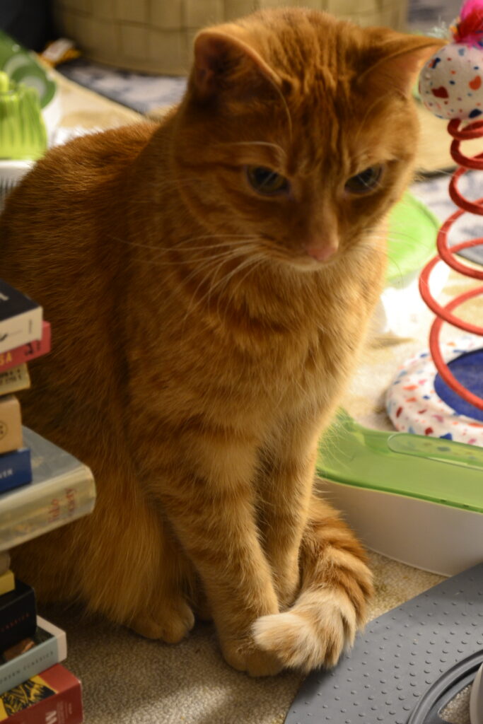 An orange cat sits among its toys in dramatic lighting.