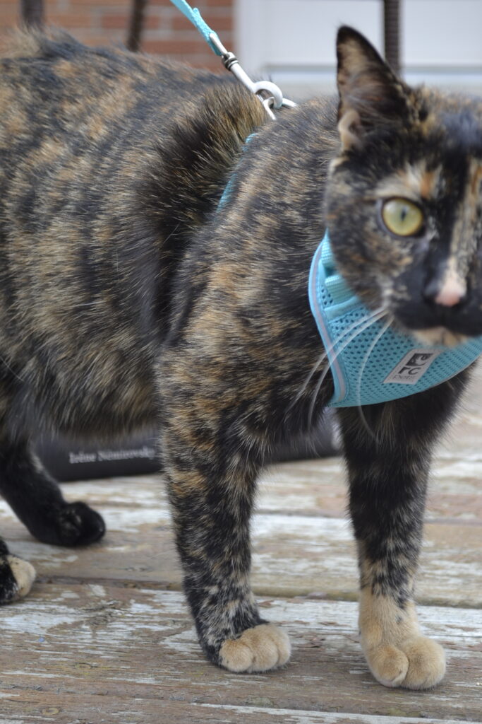 A tortoiseshell cat stands in front of Suite Française.