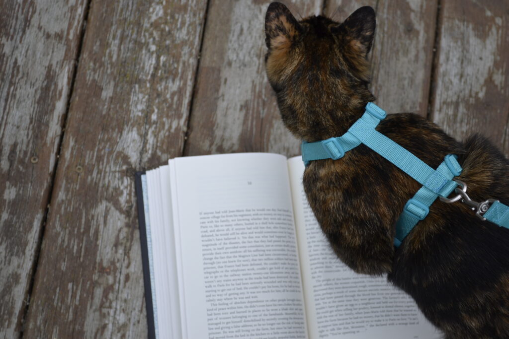 A tortoiseshell cat stands on top of Suite Française.