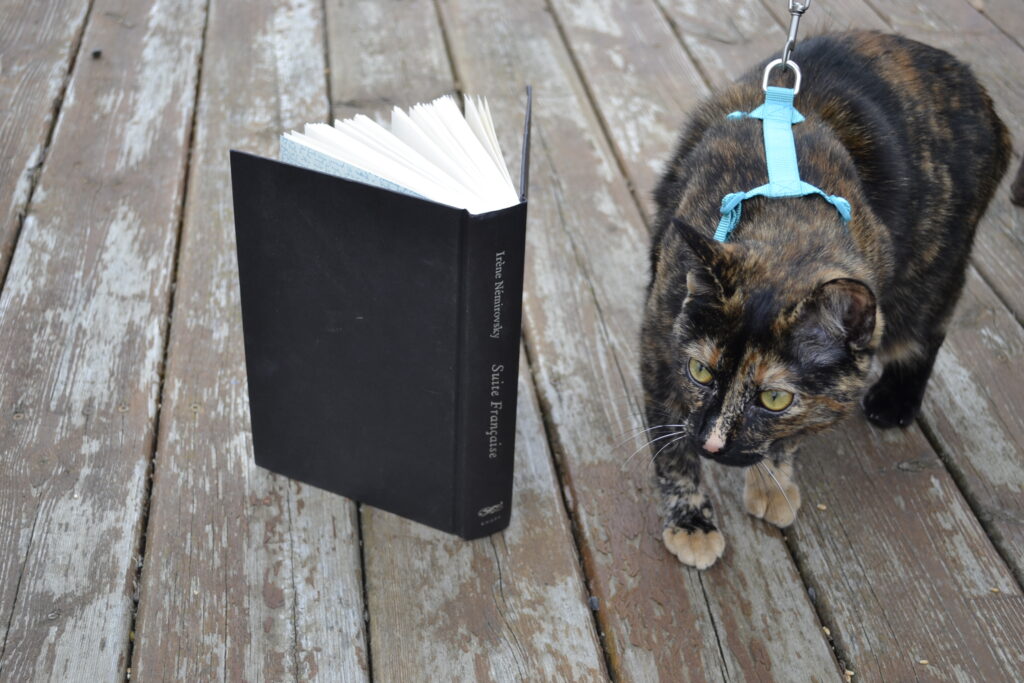 A tortoiseshell cat stands beside Suite Française.