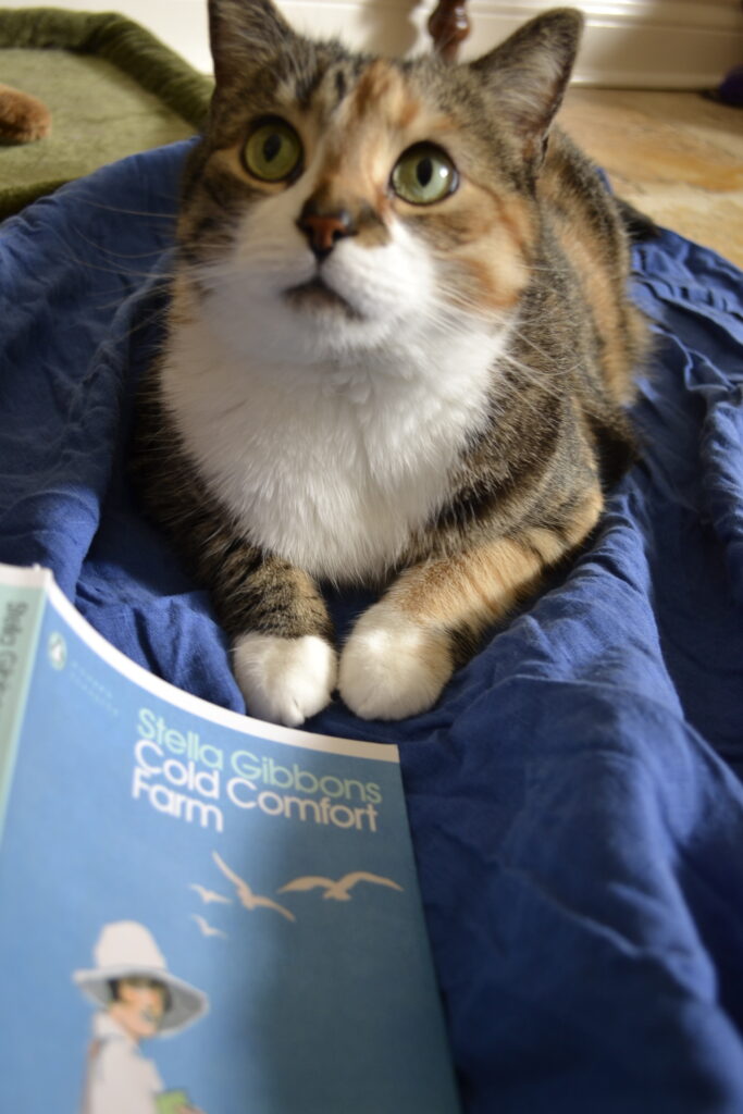 A calico tabby sits bside Cold Comfort Farm.