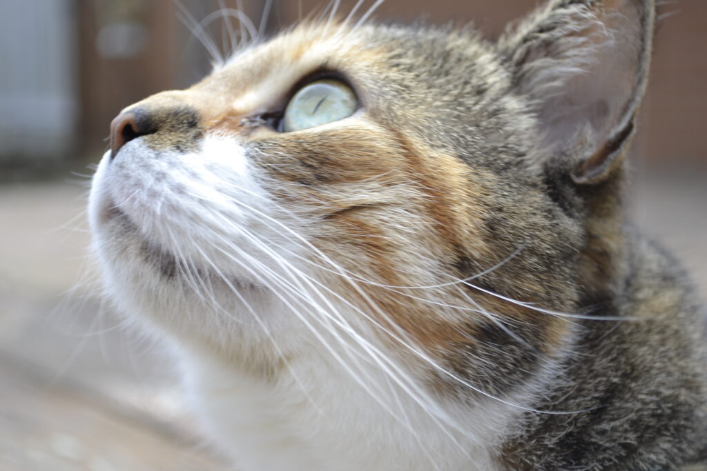 A calico tabby looks to the sky, lit by grey light.