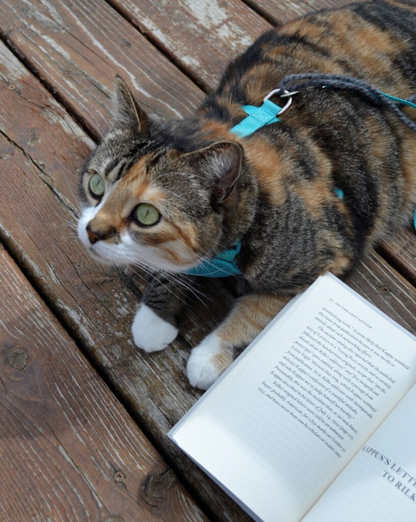 A calico tabby lays beside Letters to a Young Poet.