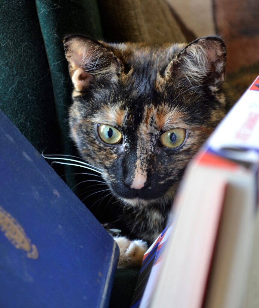 A tortoiseshell kitten peers between two fallen books.