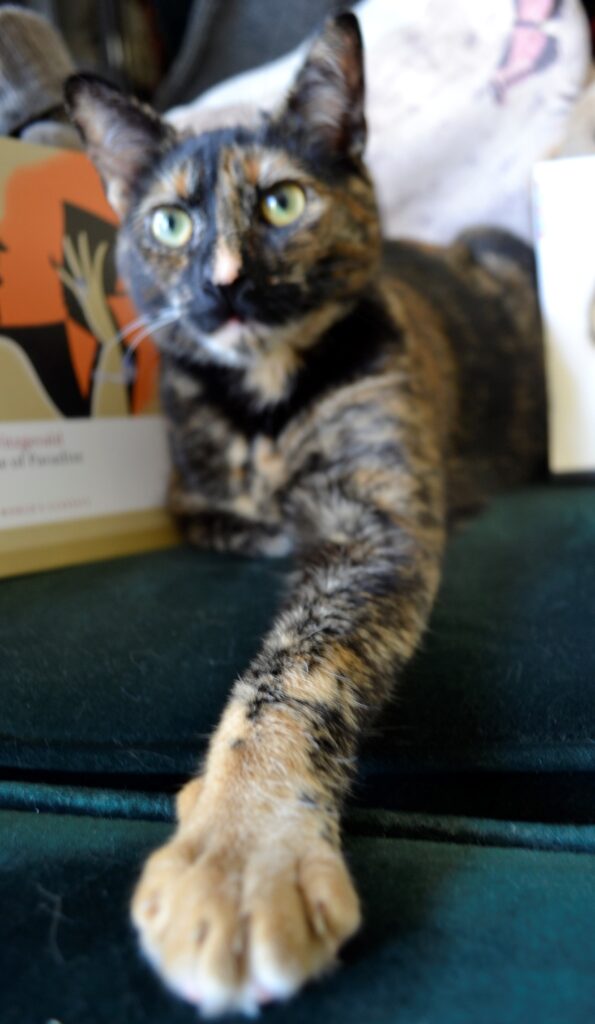 A tortoiseshell kitten reaches out its tan-coloured paw.