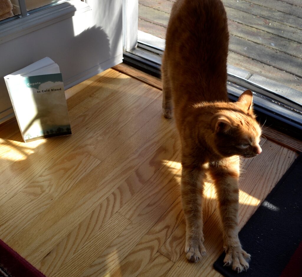 An orange tabby stretches beside In Cold Blood.