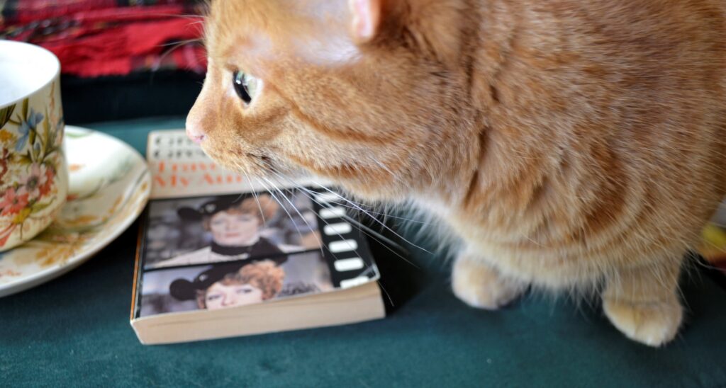 An orange tabby crouches beside Travels with My Aunt.