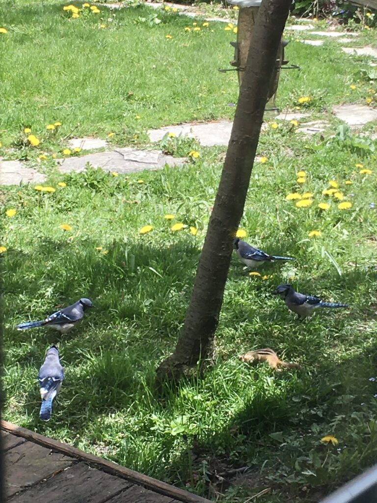 Four blue jays and a chipmunk eat seed at the base of a small tree.