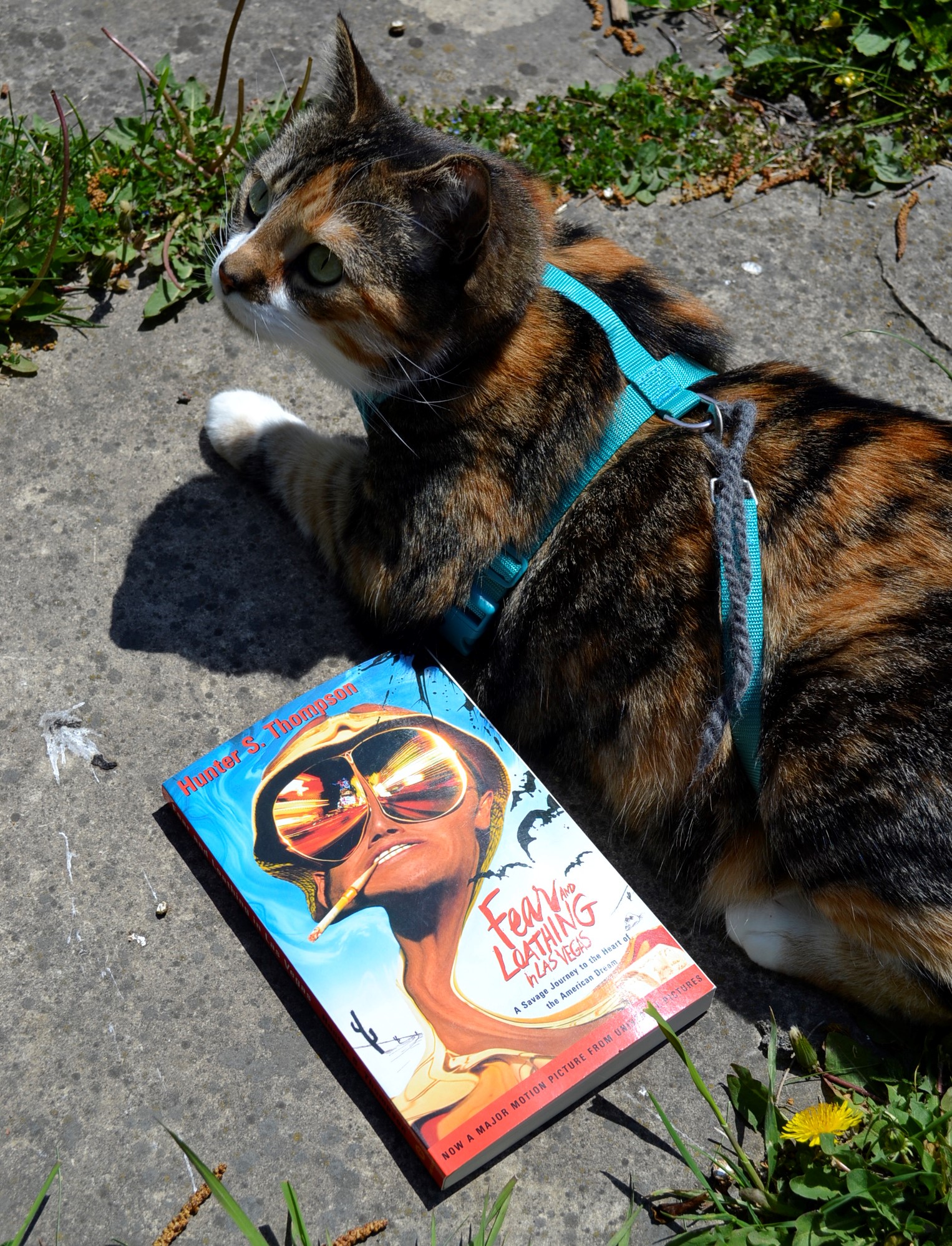 A calico tabby sits beside Fear and Loathing in Las Vegas.