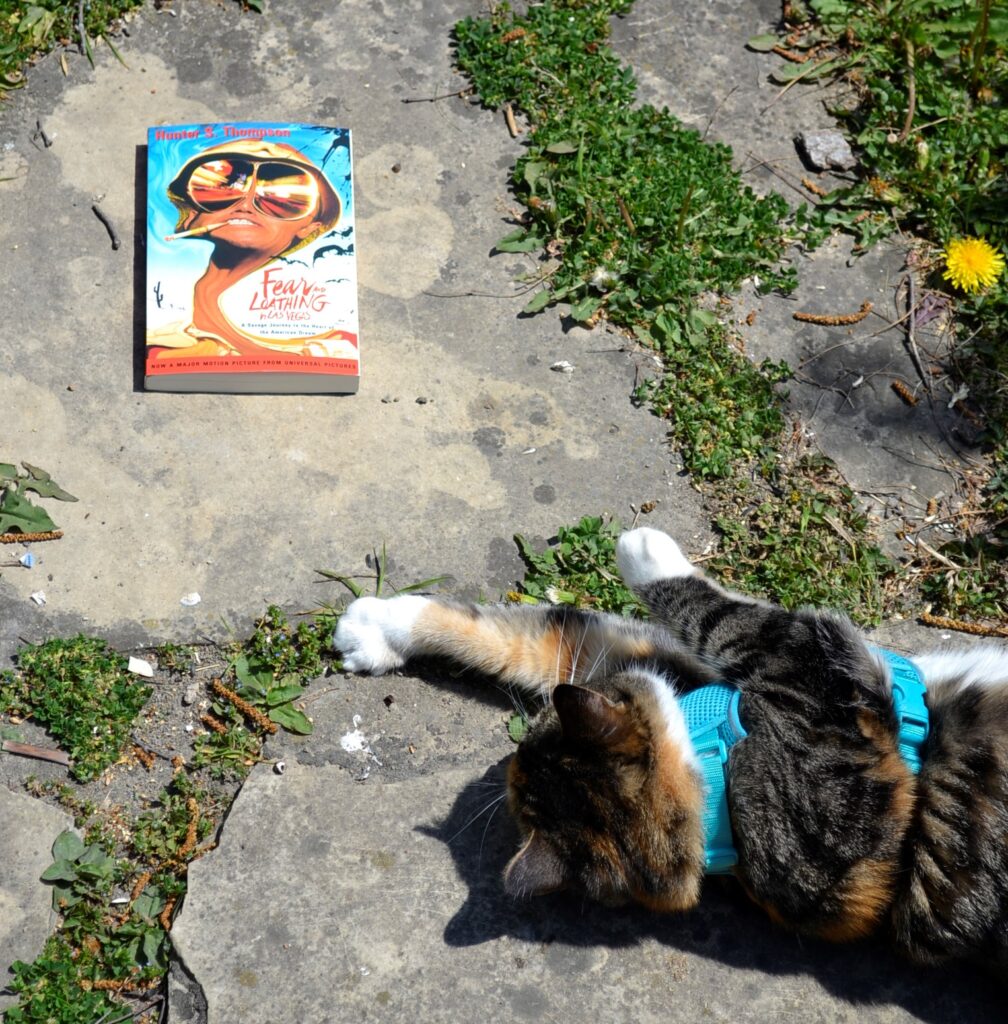 A calico tabby stretches beside Fear and Loathing in Las Vegas.