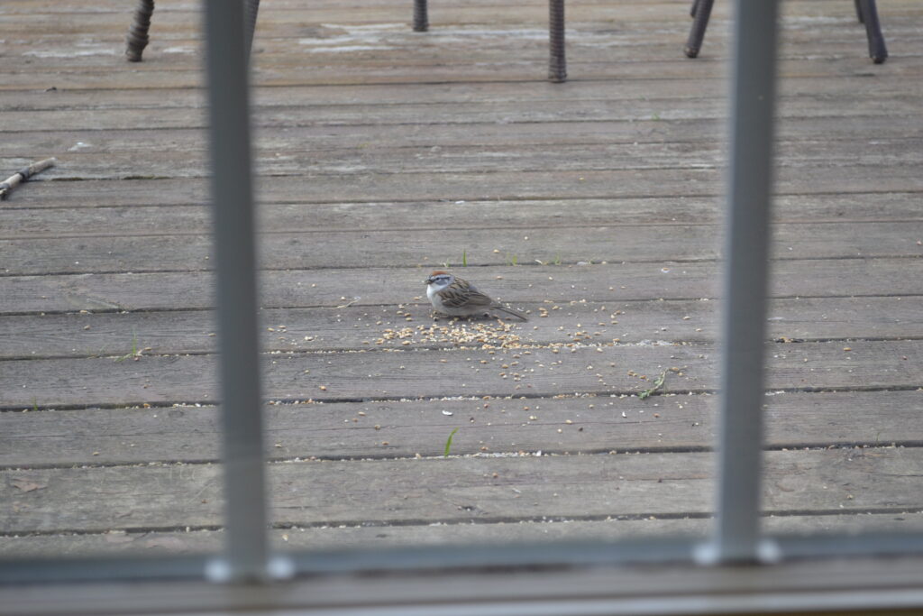 A sparrow eating a little seed on a porch.