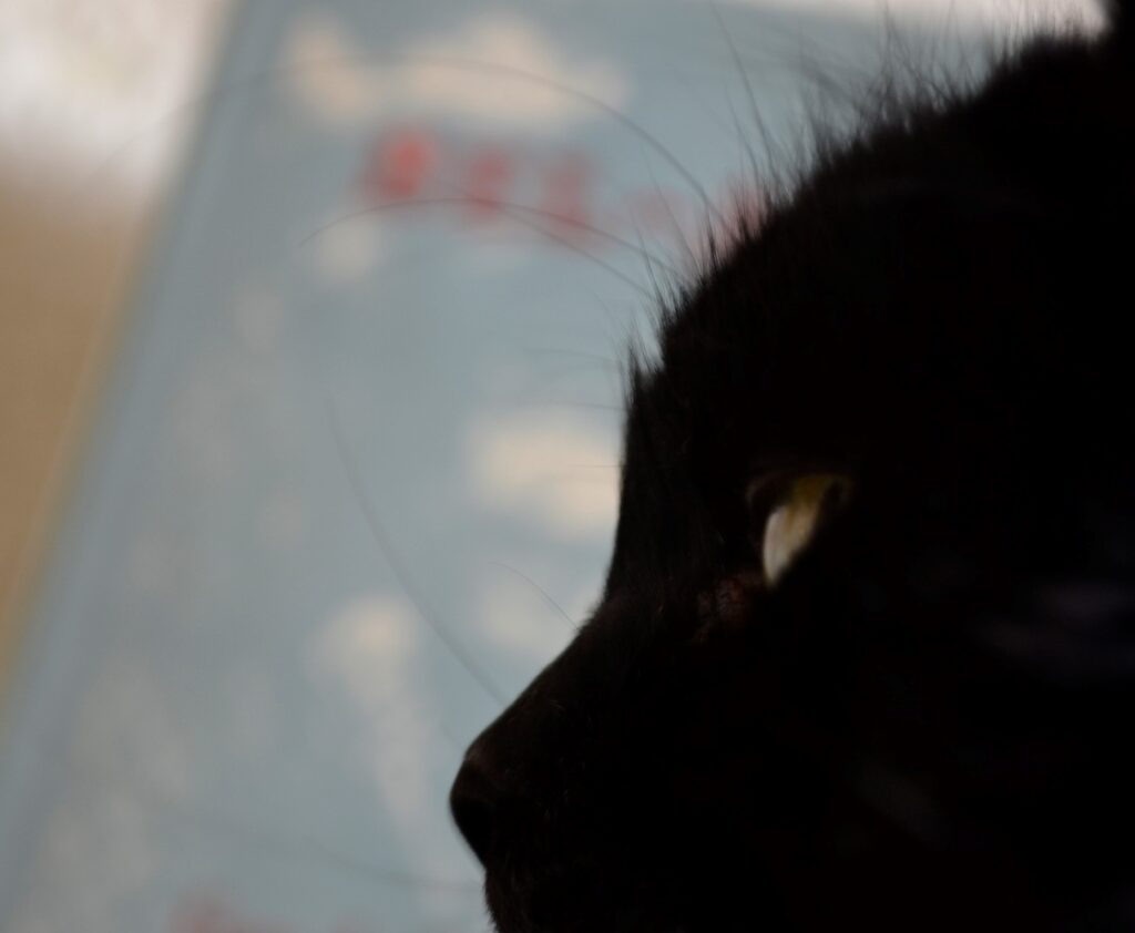 A close-up of a fluffy black cat with Bel-Ami in the background.