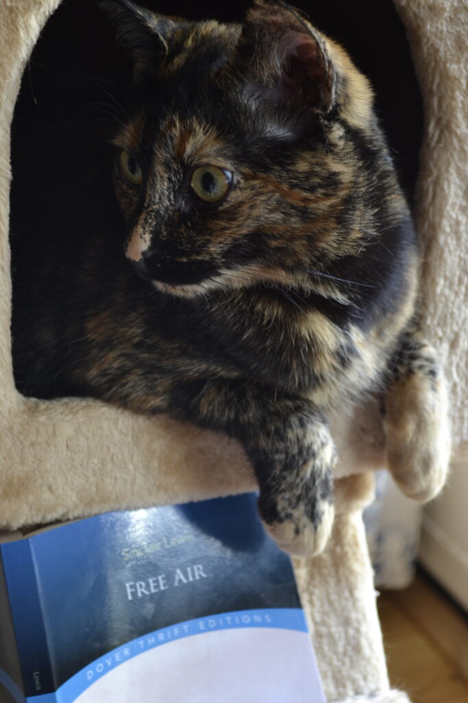 A tortoiseshell cat hangs her paws out of a cat tree above Free Air.