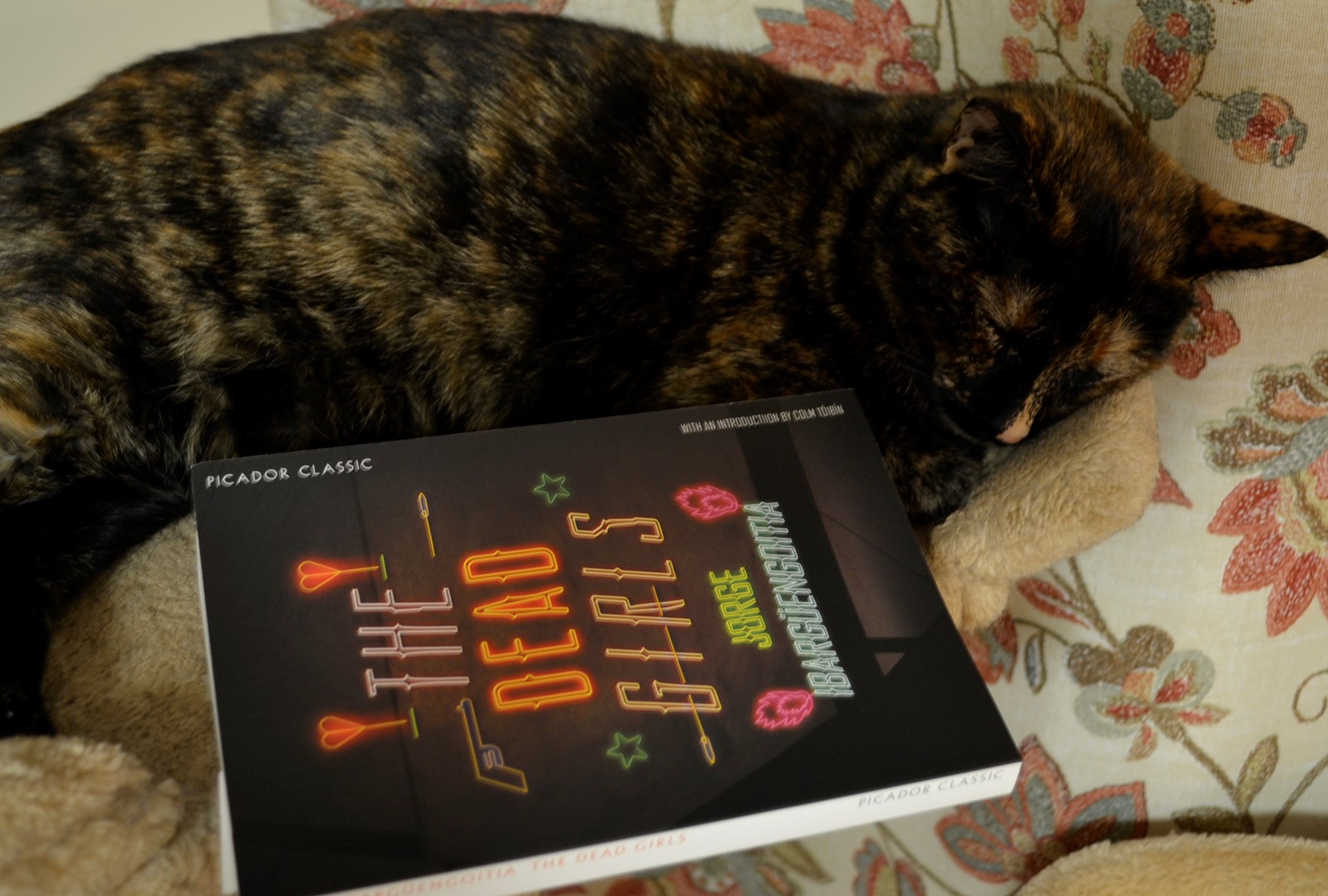 A sleeping tortoiseshell cat and a cover that says The Dead Girls in neon.