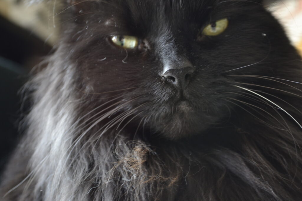 The black nose, yellow eyes, and ruff of a fluffy black cat.