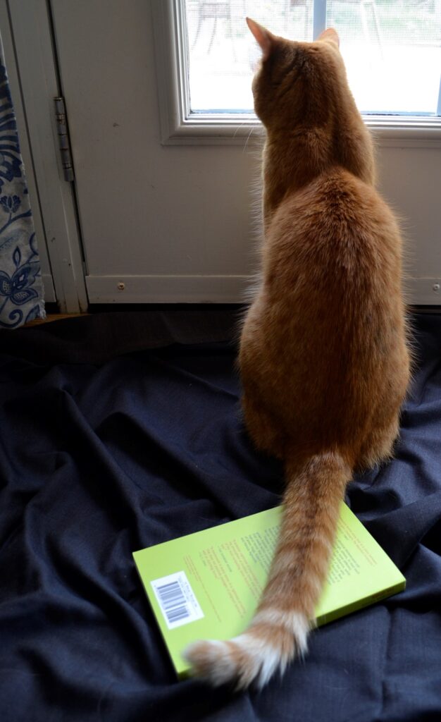 An orange tabby sits on the lime green cover of The Other.