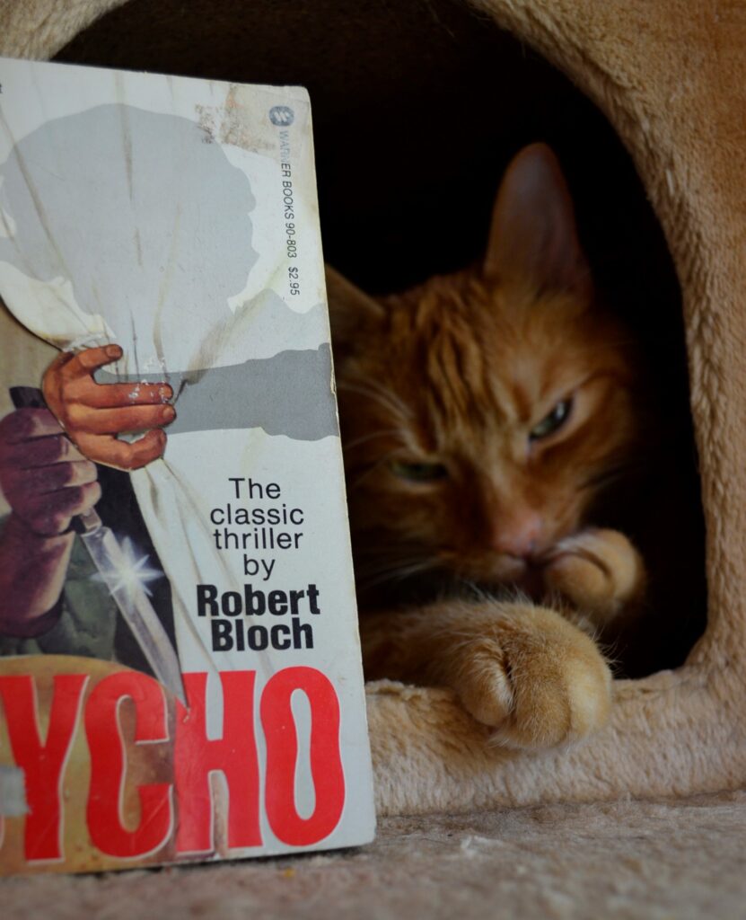 An orange tabby lurks in shadow beside Psycho.