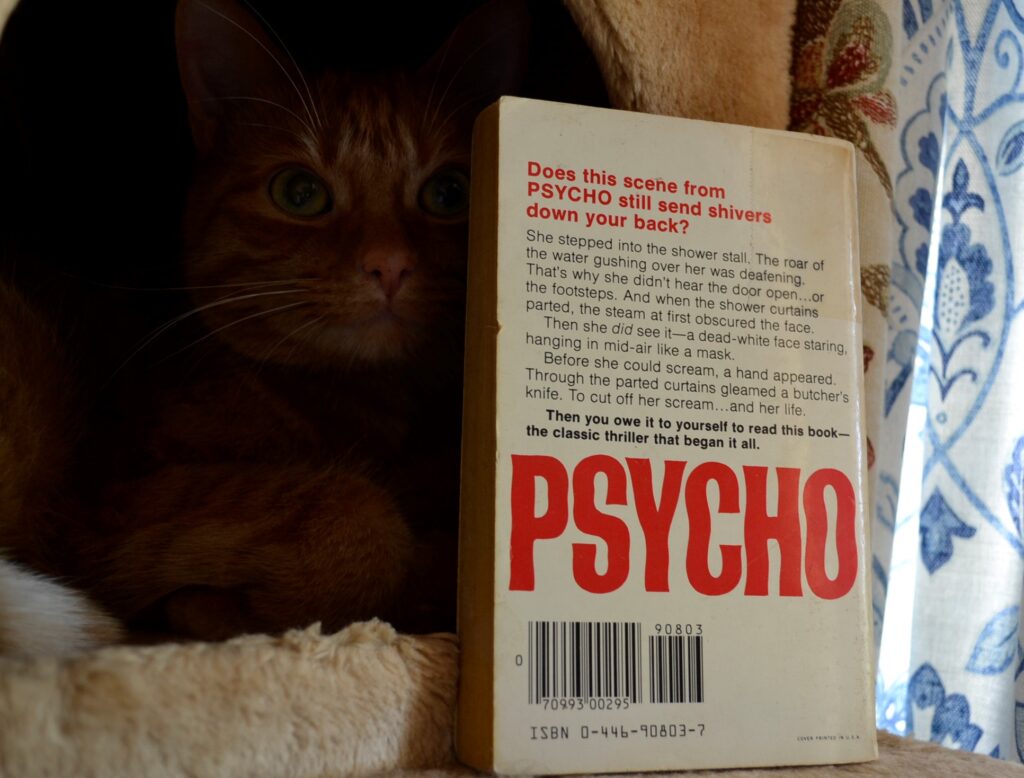 An orange tabby lurks in shadow beside Psycho.