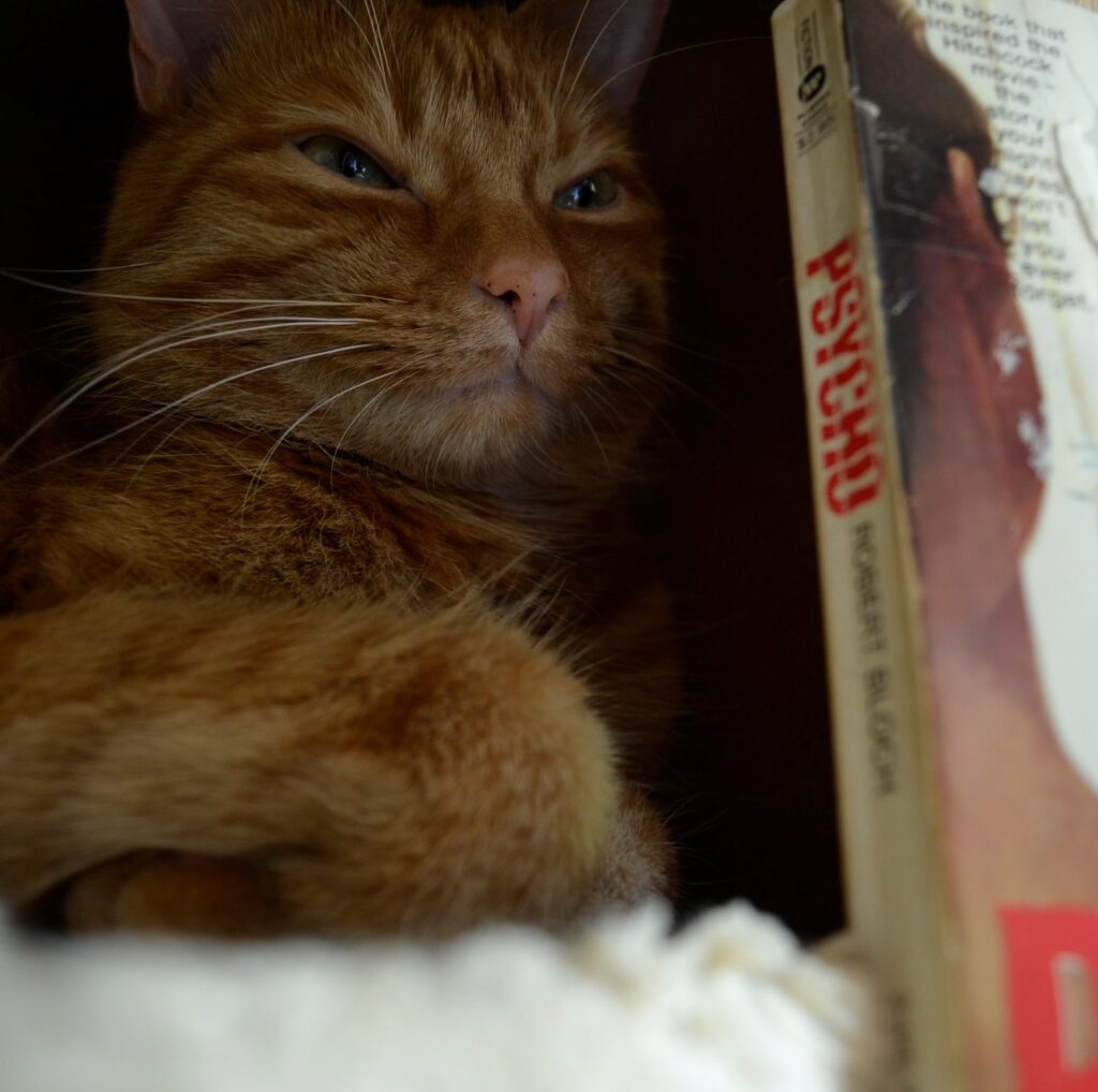 An orange cat glowers beside the red letters of Psycho.