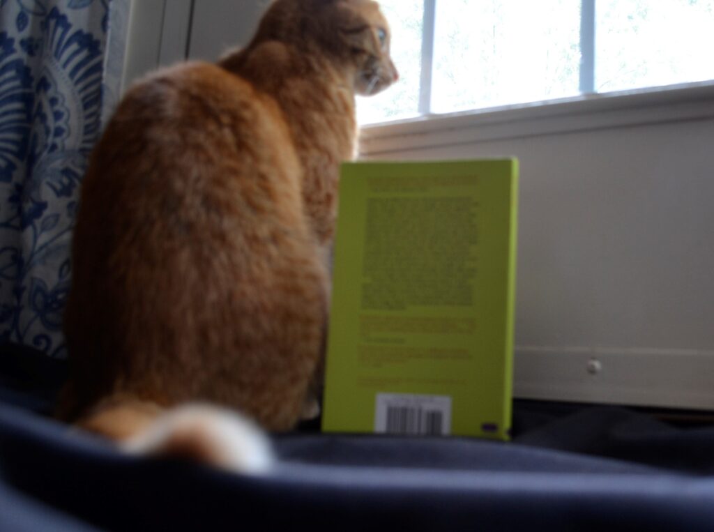 An orange tabby looks out a window beside The Other.