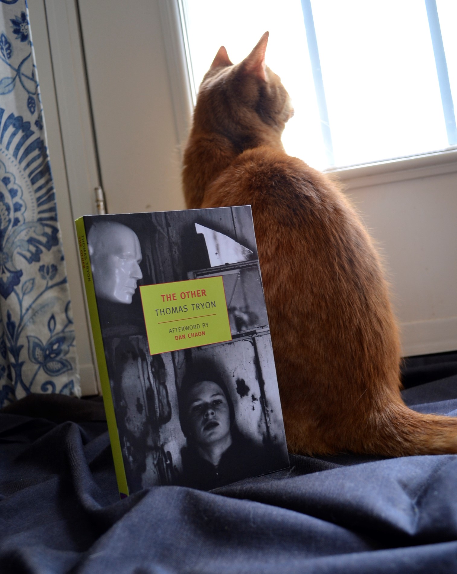 An orange tabby sits beside a copy of The Other.