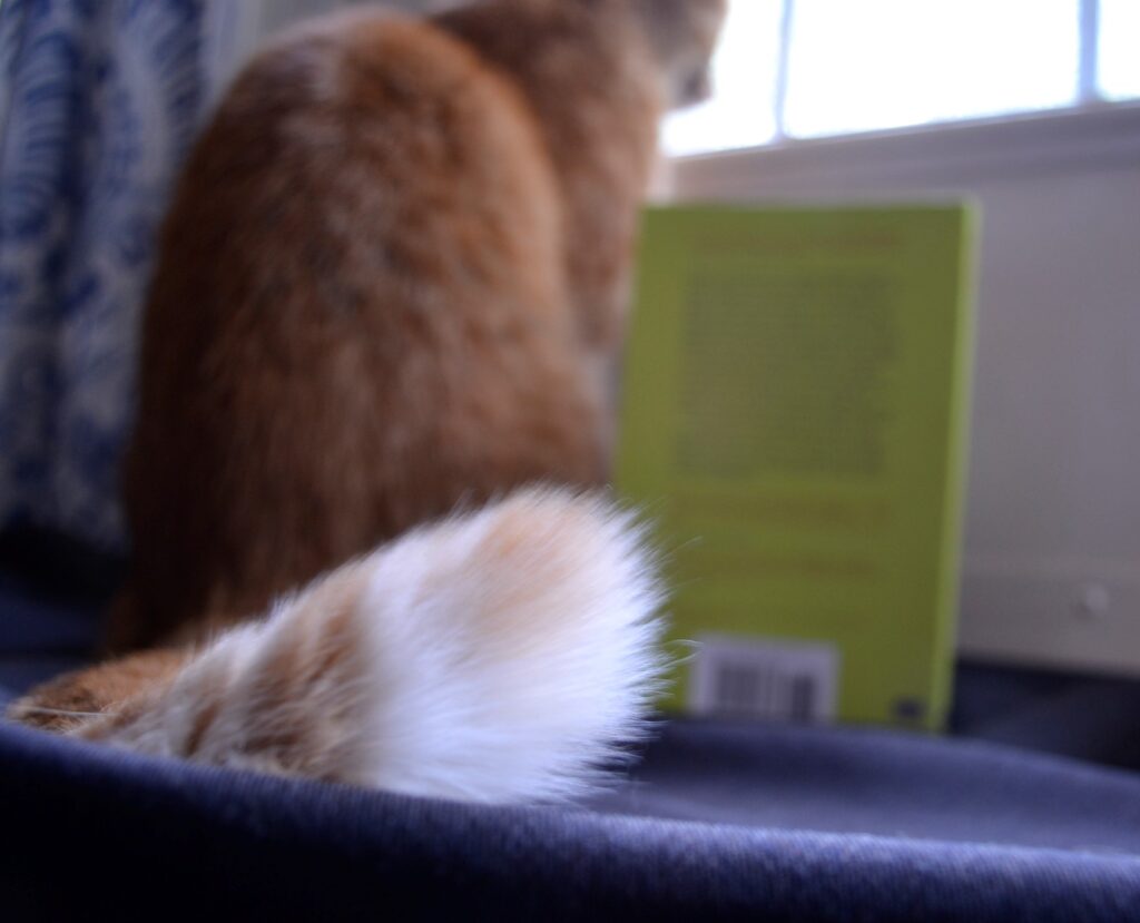 The white tip of an orange tabby tail beside the bright green back cover of The Other.