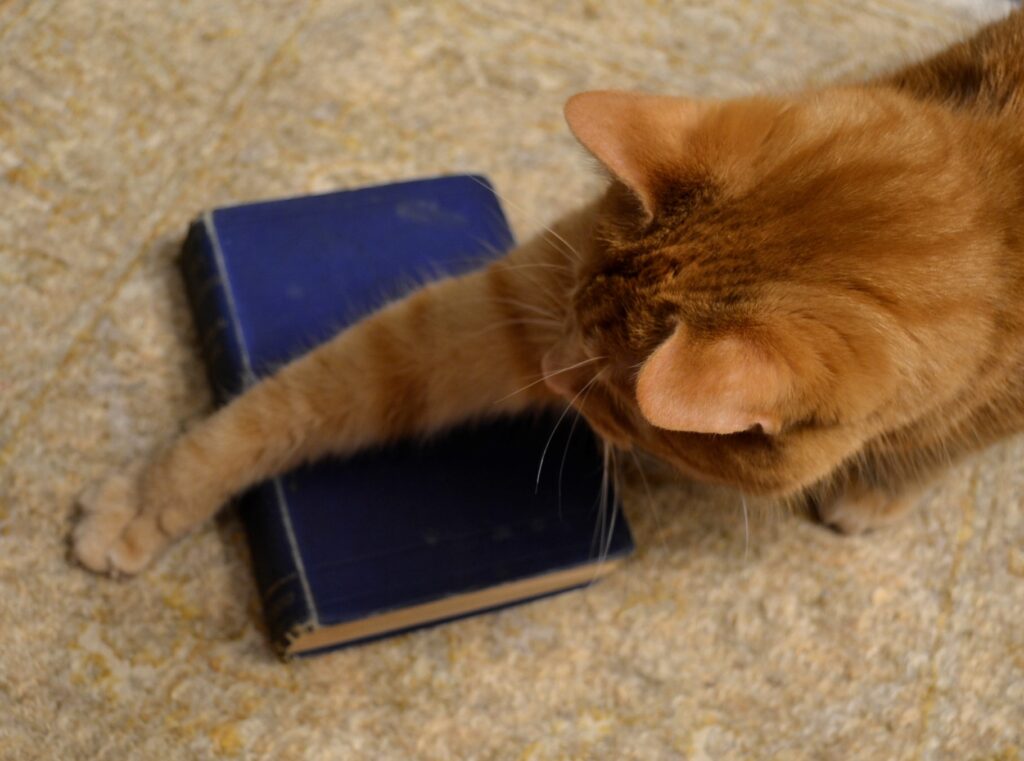 An orange tabby darts a paw around an old, blue book.