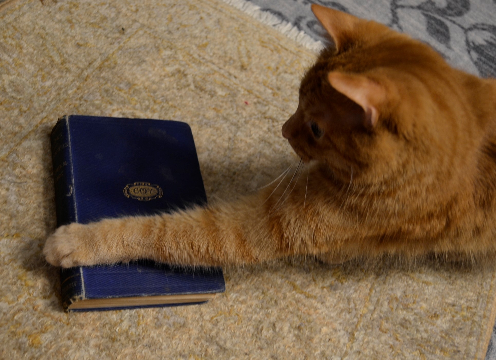 An orange tabby rests its paw across the cover of an old book.