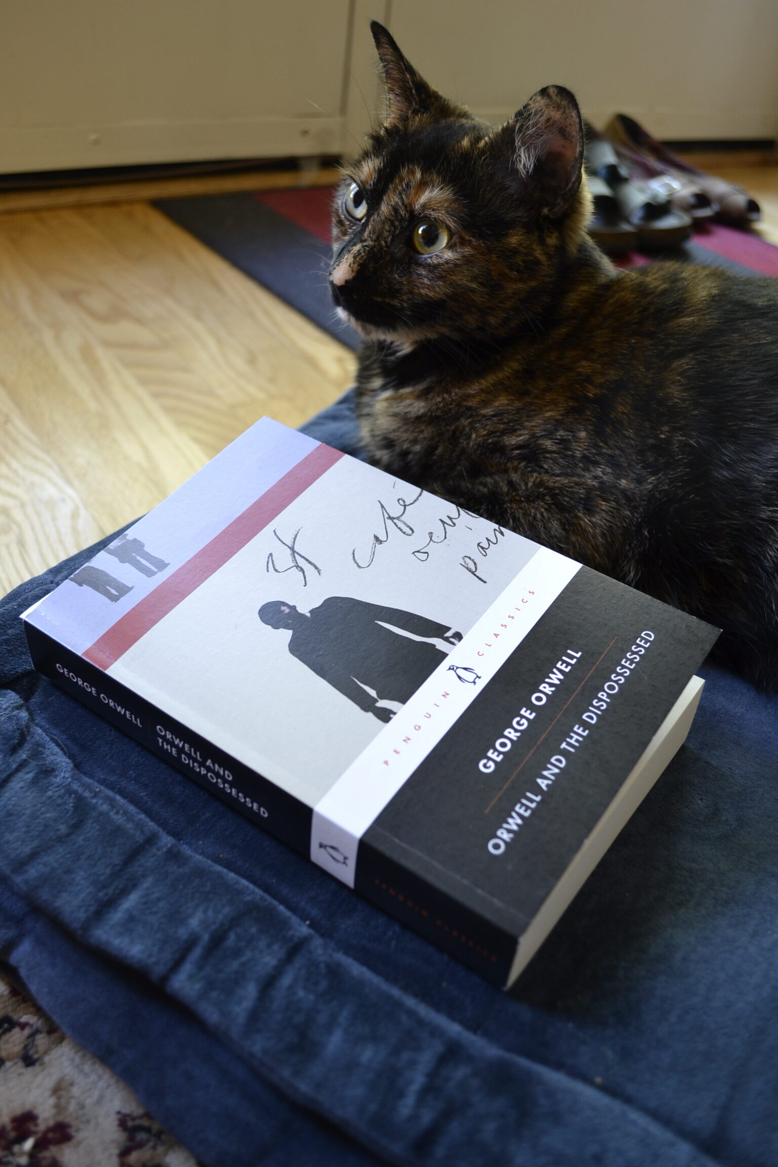 A tortoiseshell cat sits primly beside Orwell and the Dispossessed.