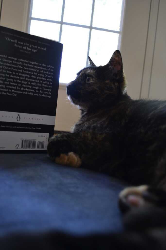 A tortoiseshell cat looks and the black and white back cover of the book.