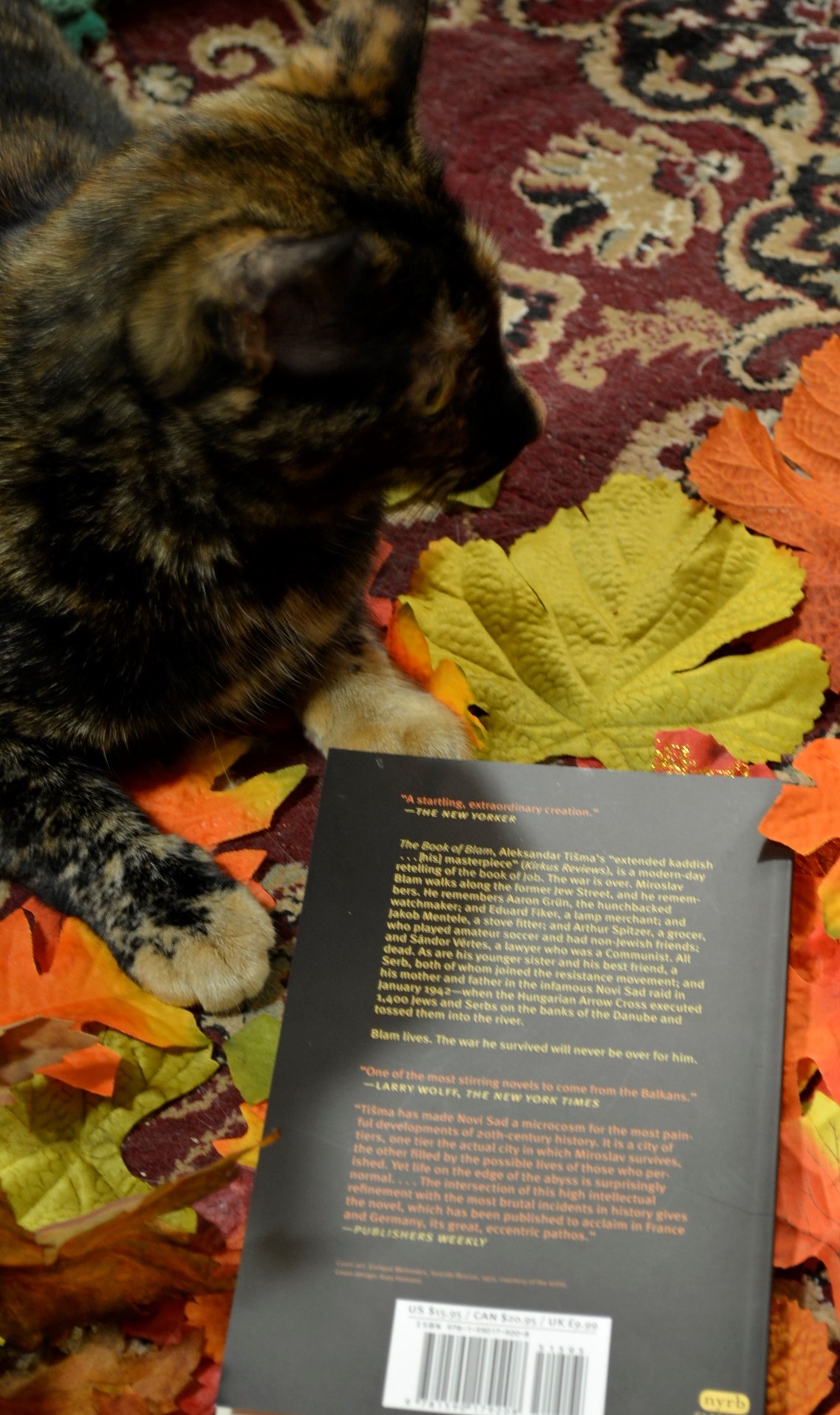 A tortoiseshell cat sites beside the black back cover of a book.