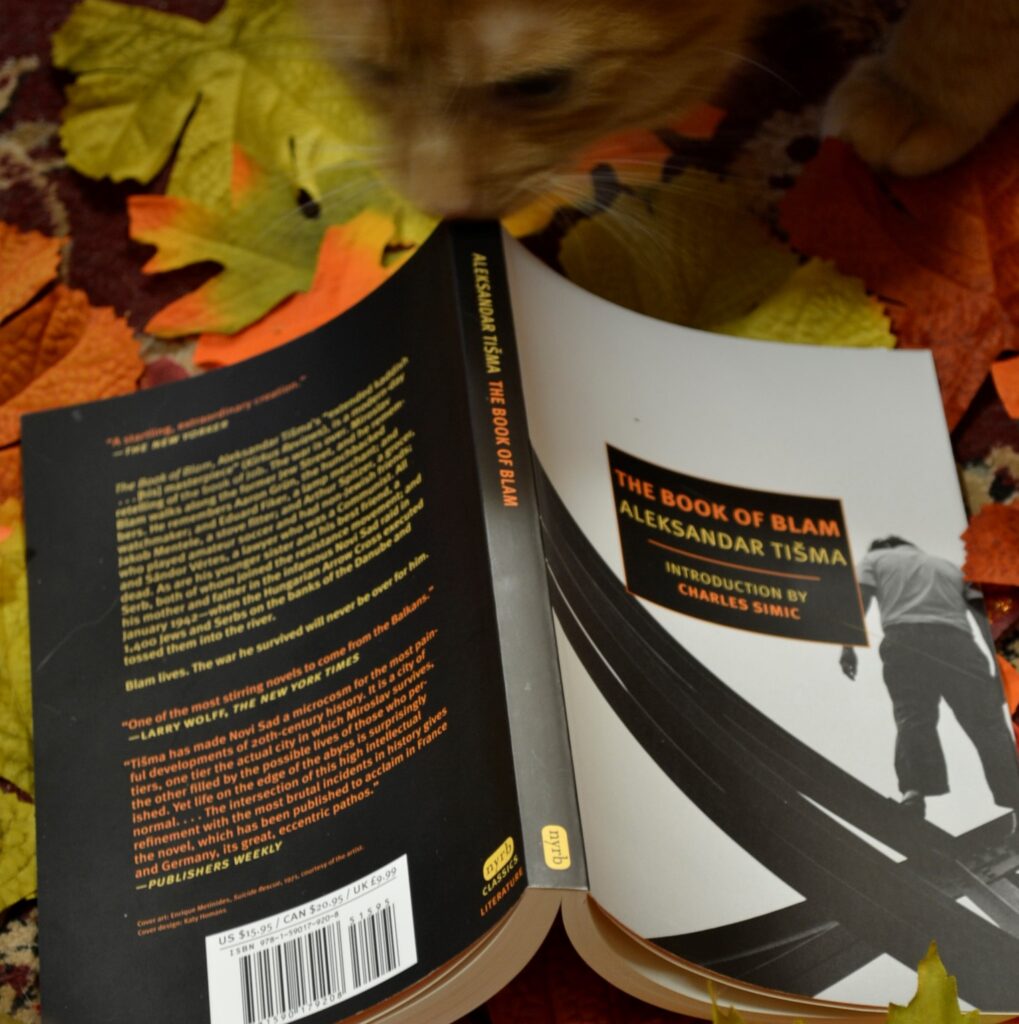 An orange cat sniffs The Book of Blam.