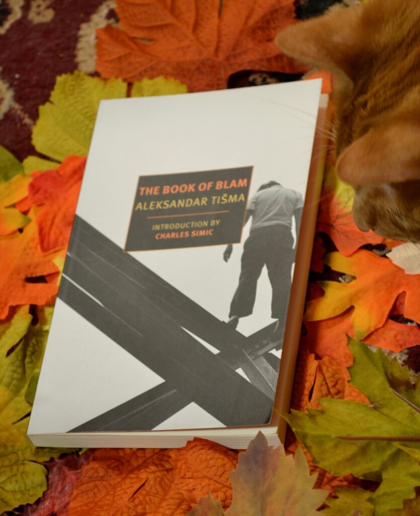 An orange cat sits in a pile of leaves with The Book of Blam.
