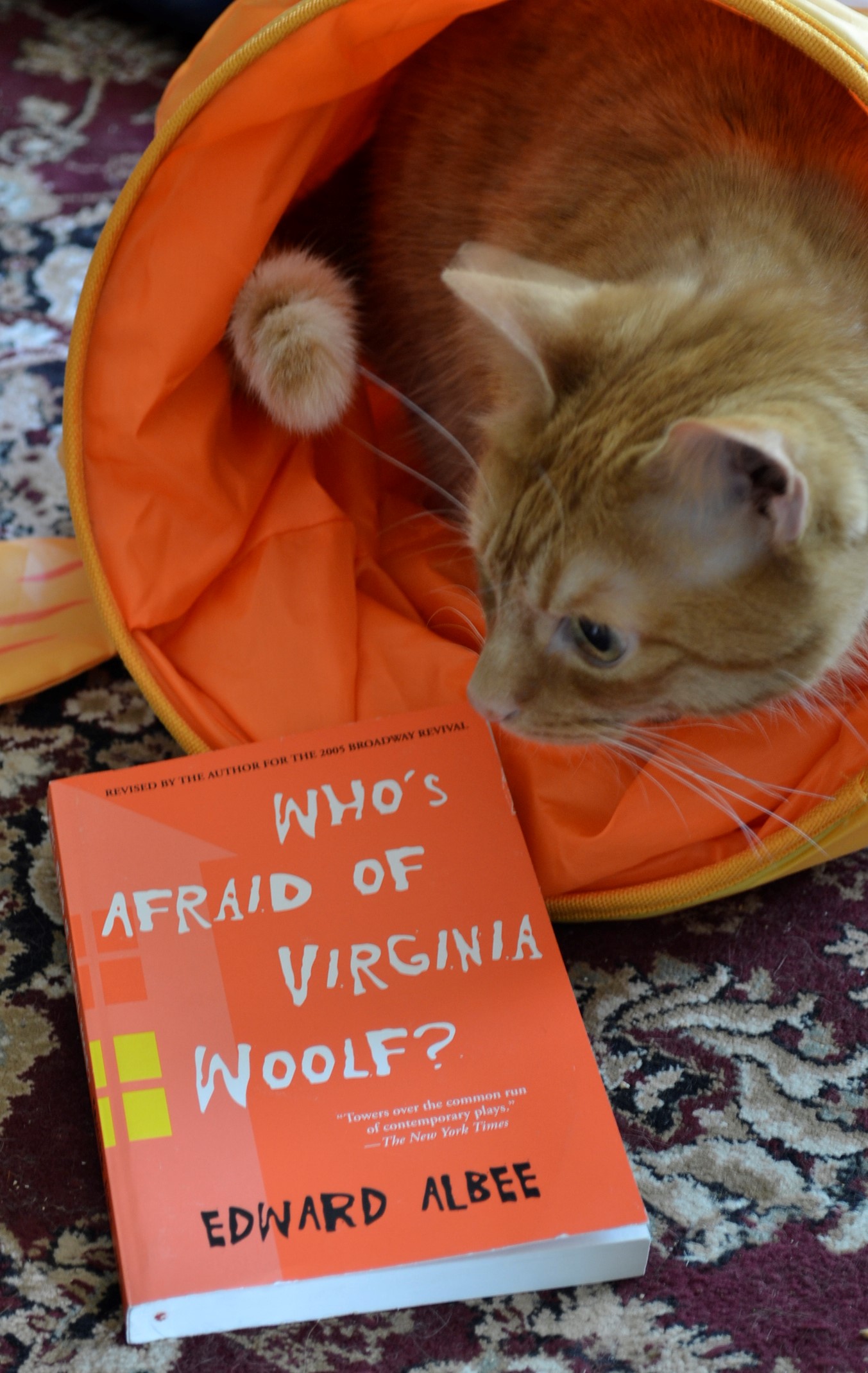 An orange tabby hides in a fish-shaped crinkle tunnel beside an orange book.