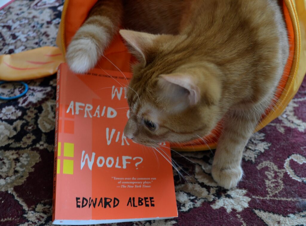 An orange tabby stands in a fish-shaped crinkle tunnel beside an orange book.