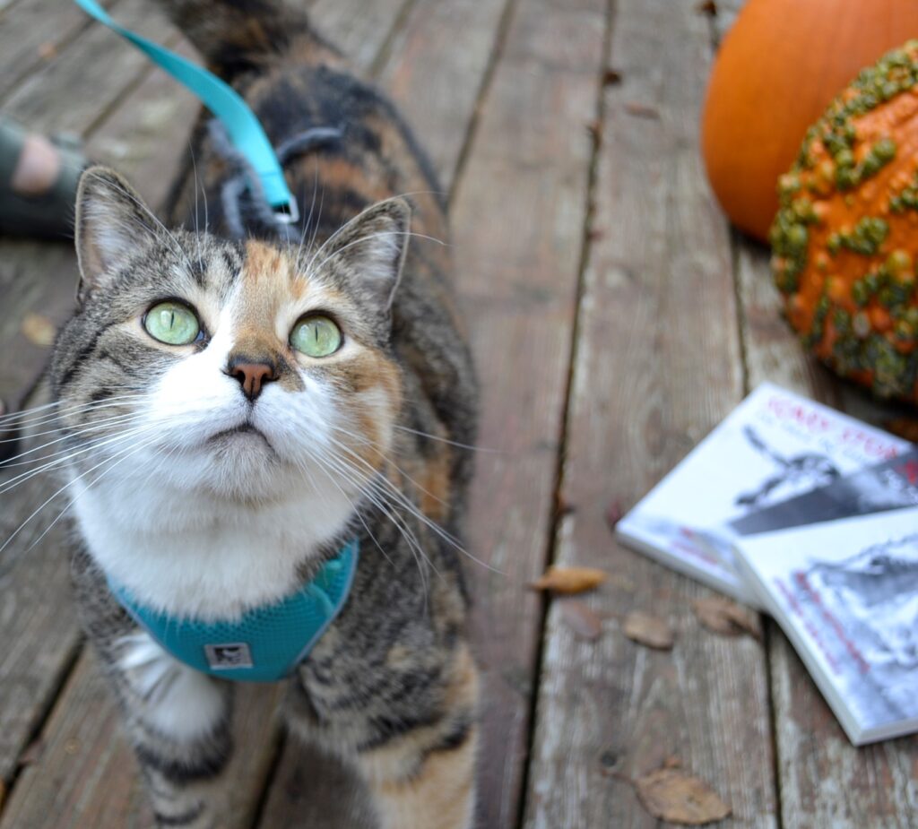 A calico tabby on a leash looks up into the dim light.