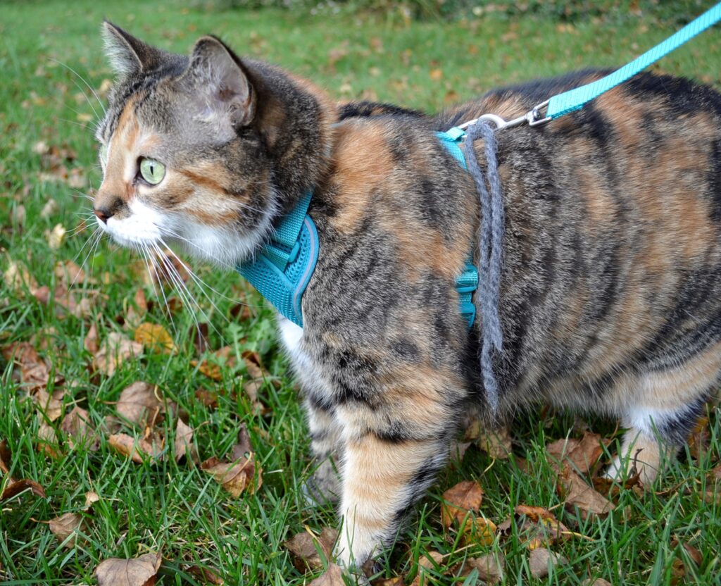 A calico tabby on a bright leash walks through fallen leaves on the lawn.