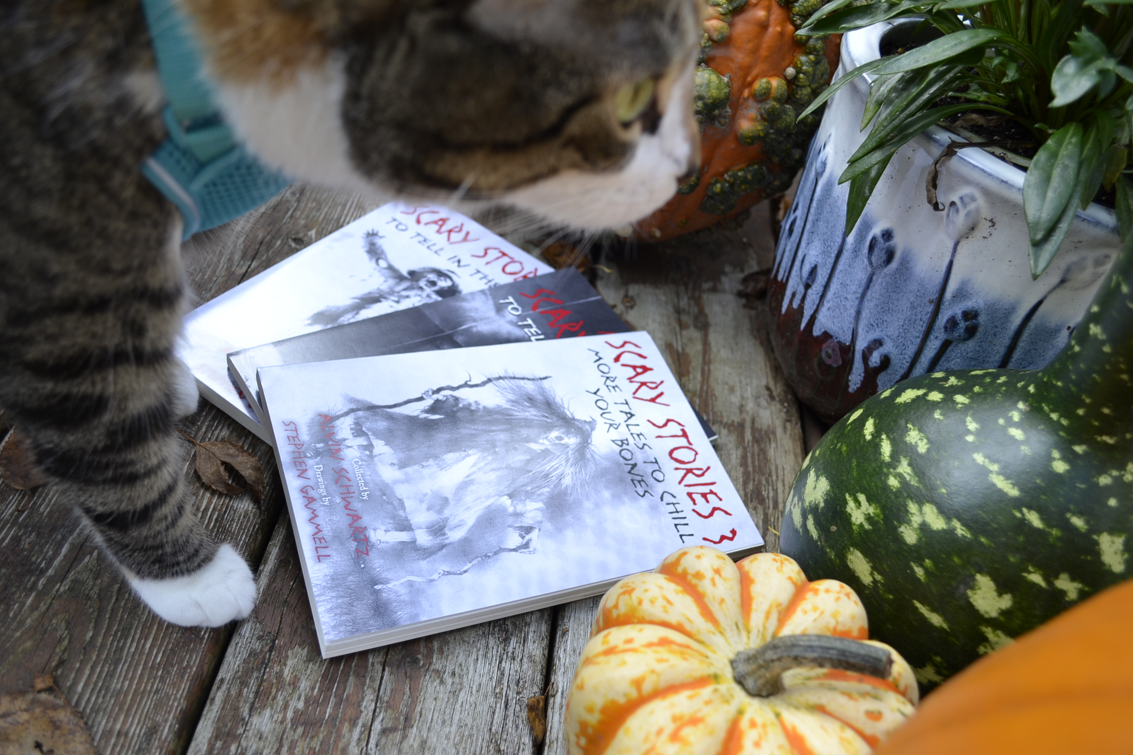 Three books with frightening and rough illustrations are spread out beneath a calico tabby's paws.