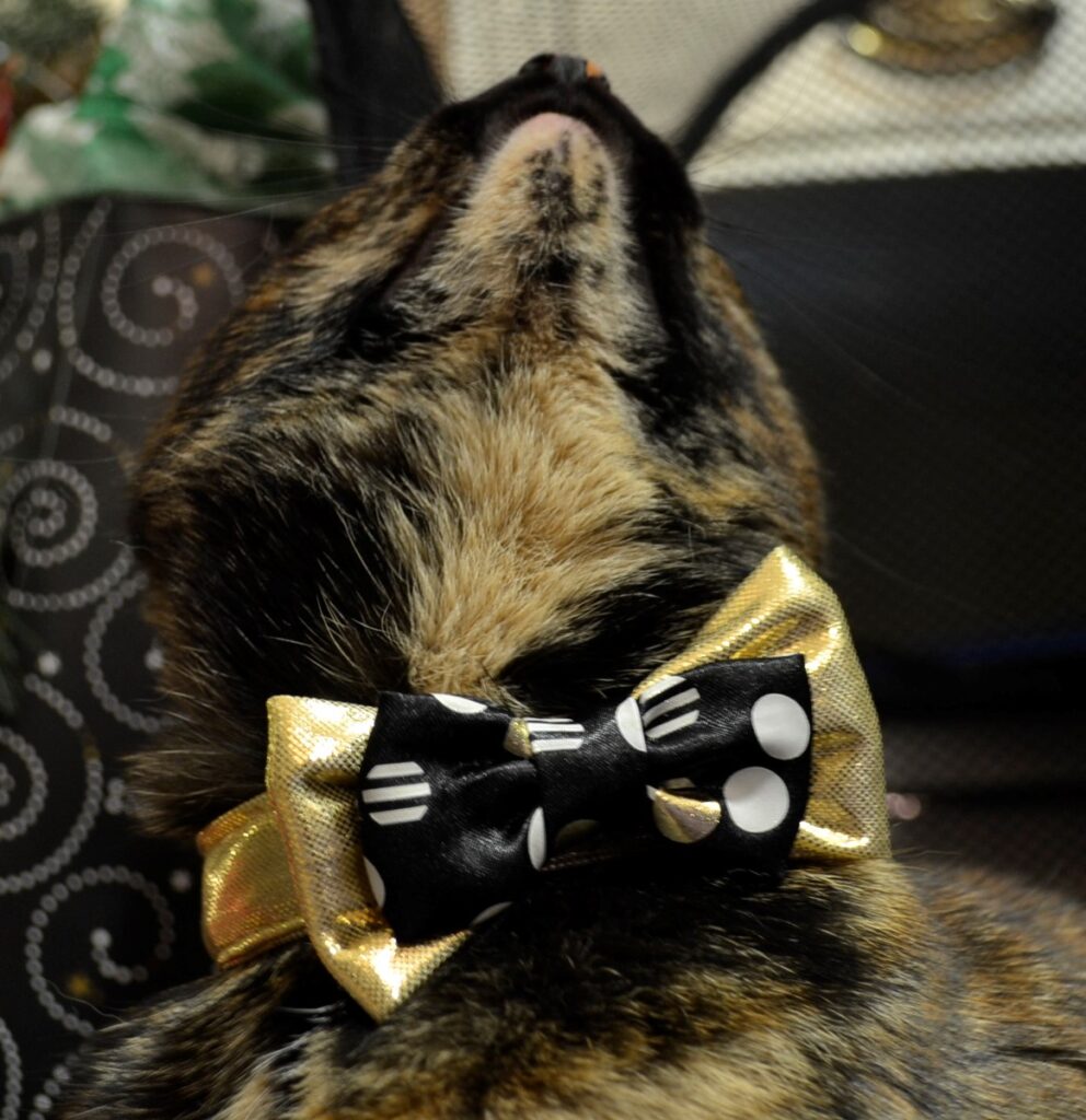 A tortoiseshell cat raises it's orange chin to show off a gold and black bow.