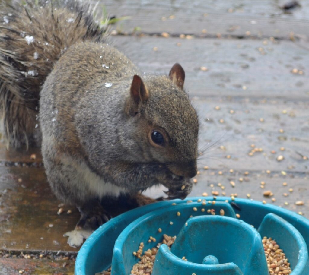 A grey squirrel holds seeds in its paw. In front of it, is a scatter feeder.