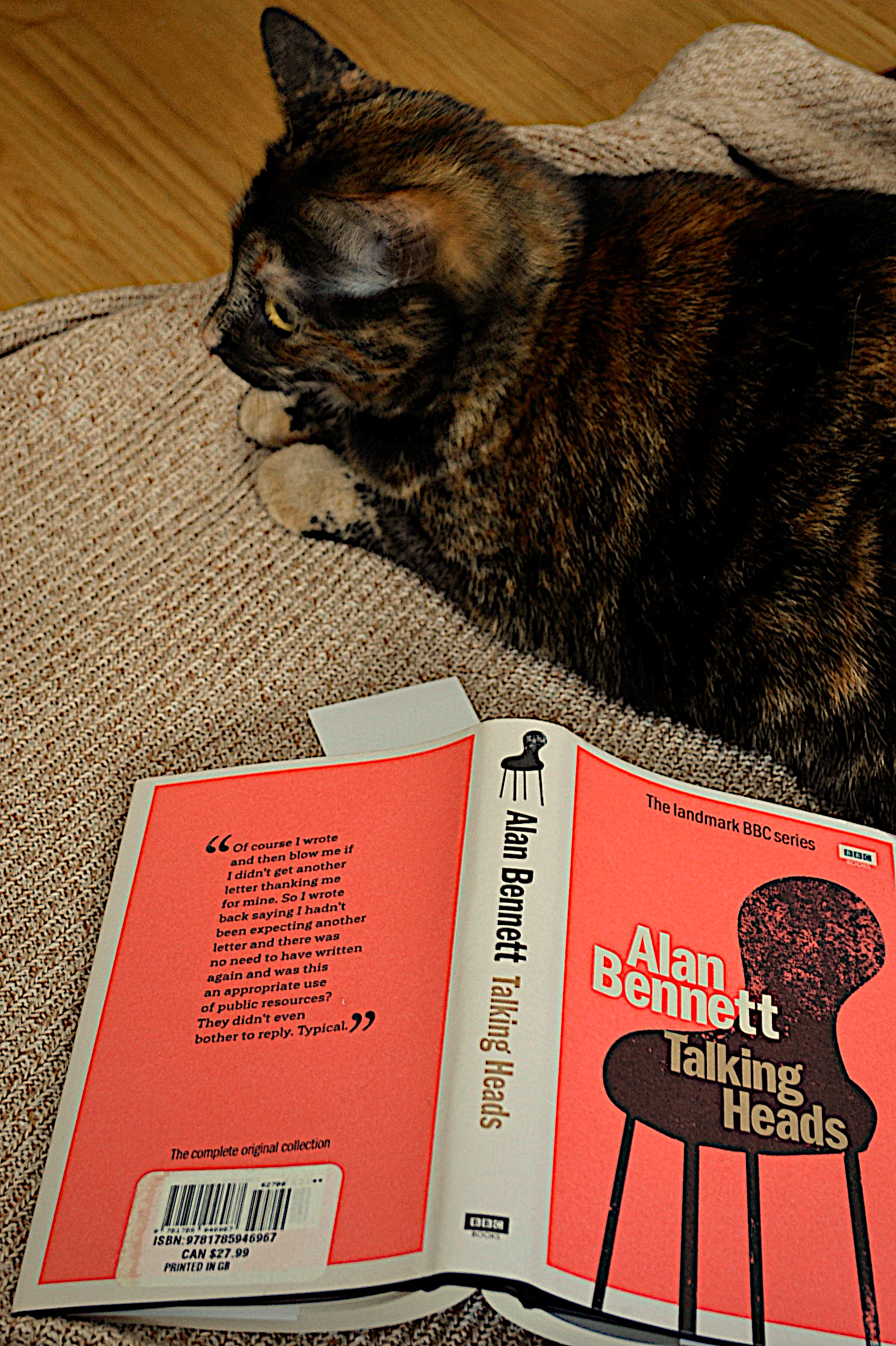 A tortoiseshell cat crouches beside the bright orange cover of Talking Heads.