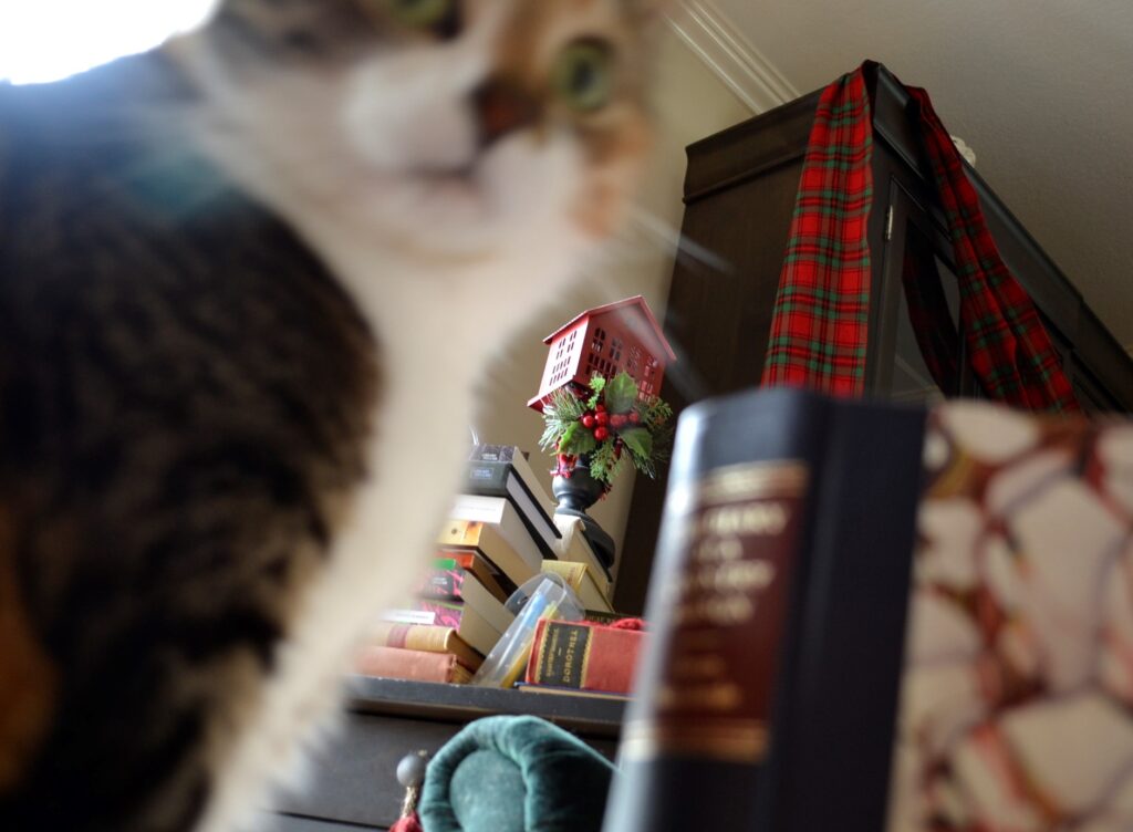 A calico tabby and a book are blurred. Behind them, a red birdhouse is in focus.