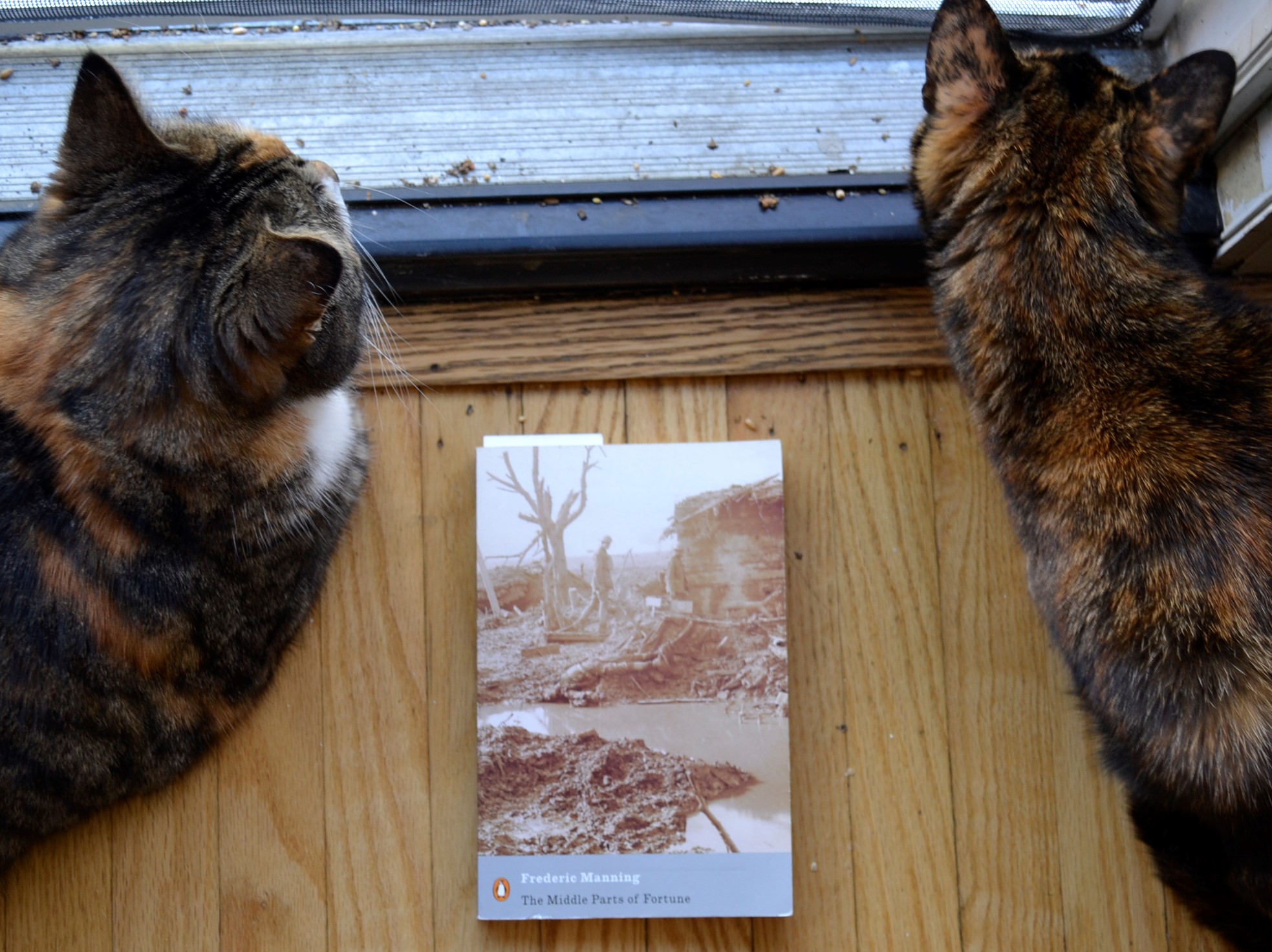 Between two cats, is a book with a cover showing a flooded trench and dead soliders.